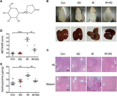 Kinsenoside Protects Against Radiation-Induced Liver Fibrosis via Downregulating Connective Tissue Growth Factor Through TGF-β1 Signaling